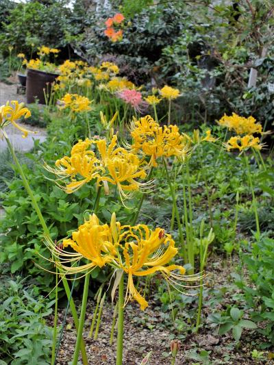 彼岸花が少し遅れて咲き始めた花の寺「円照寺」