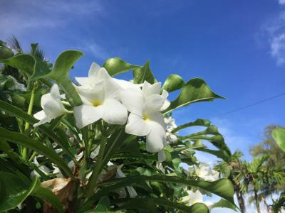 うっき　雨季のグアム　1日目