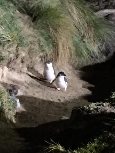 オタゴ半島 ブルーペンギンツアー&#128039;