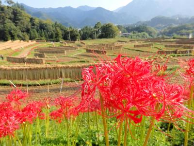 三峯神社と寺坂棚田へ行く 日帰り秩父さんぽ Vol.２―彼岸花が見頃の寺坂棚田―