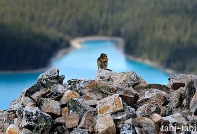 ペイト湖 ( Peyto Lake ) の 守り神 ？？