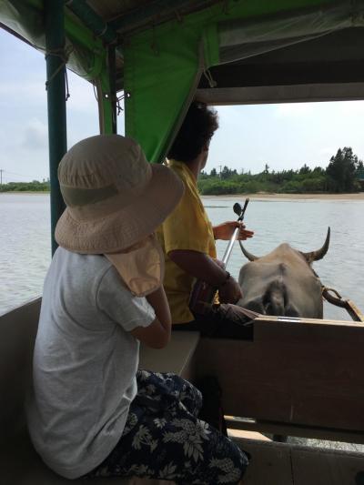 夏旅２　由布島でまったり水牛とお散歩