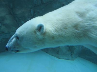 日帰りバスツアー（旭山動物園、四季彩の丘、青い池、富田）