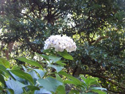 化粧坂下の秋の紫陽花－2019年秋