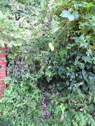 化粧坂七曲－2019年秋