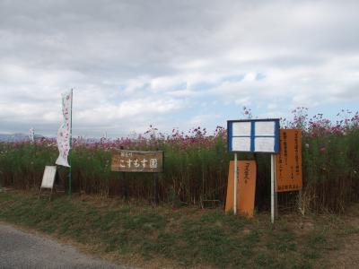 滋賀守山市新庄コスモス園2019