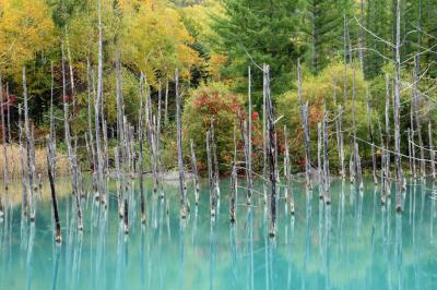 秋の美瑛選果「感謝祭」と紅葉の青い池