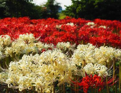 恩林寺の曼珠沙華が見頃になった時に行ってみました