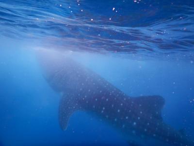 セブ島でジンベイザメと泳ぐ旅