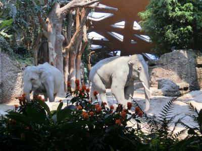 2019.8スイス・リヒテンシュタイン・ドイツ　vol.04　チューリッヒ動物園