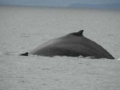 自然と野生動物とグルメ！アラスカクルーズ8日間（ノルウェージャン・ジュエル）③