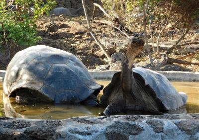 サン・ホセへの道　怪獣の棲む太古の島へ・上陸１日目　１５