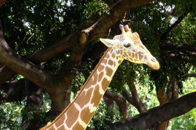 ハワイ旅行記2019　9月2日　ホノルル動物園編