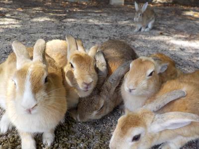 うさぎ、うさぎ