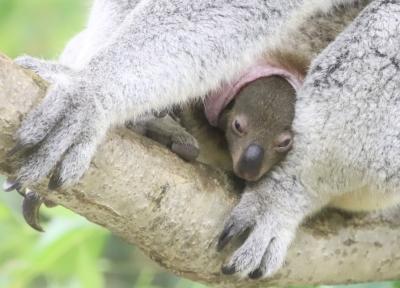 台風19号後の埼玉こども動物自然公園再訪～コアラの赤ちゃん誕生の朗報とワンちゃんみたいな赤ちゃんに会えたねばり勝ち＆ついにピリーくん独立