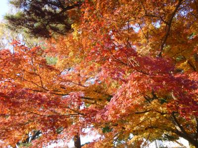 ちょっとぷらっと 皇居外苑お散歩