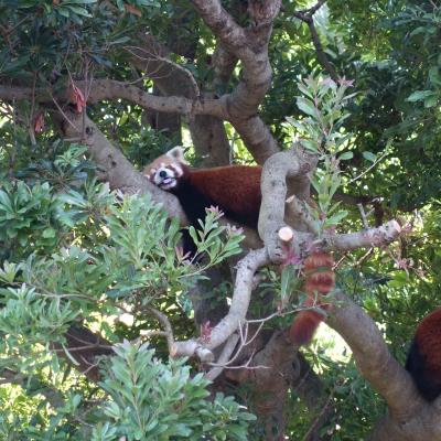 20数年ぶり？のバナナワニ園