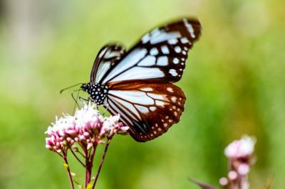 法花寺のアサギマダラ　2019