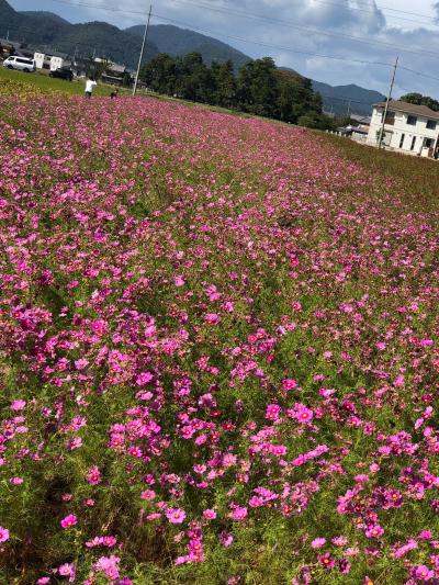 近江八幡てくてく旅行！…コスモス畑と近江の風情を味わいに…ひとり旅編！