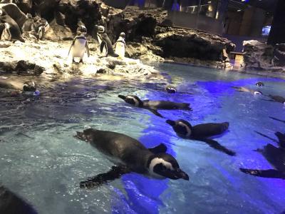 すみだ水族館～たばこと塩の博物館