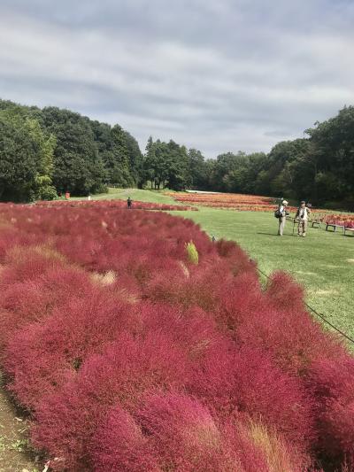 武蔵丘陵森林公園のコキア