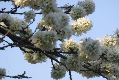 2018春、東北北部の名城(28/28)：4月26日(10)：盛岡城(3完)：里桜、木瓜、庭園