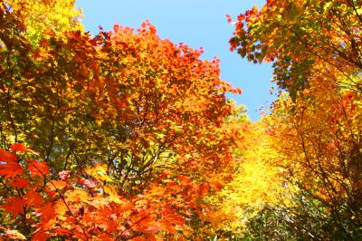 秋田八幡平の紅葉が本気！！