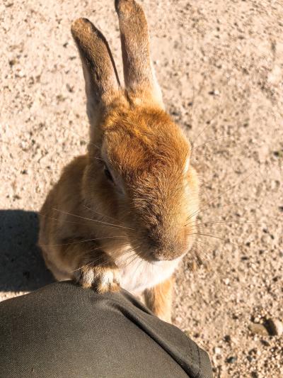 広島で美術と猫とうさぎにふれる旅・うさぎまるけ編