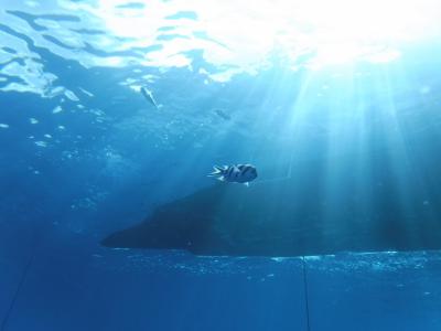 1年ぶりのダイビングin水納島