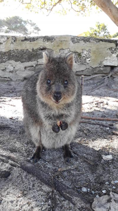 パース②　世界一しあわせな動物クオッカに会いに、ロッドネスト島へ