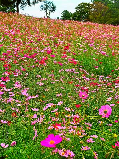 昭和記念公園-4　花の丘  コスモスまつり ☆秋桜〈センセーション〉400万本/台風にもめげず