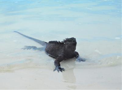 サン・ホセへの道　怪獣の棲む太古の島へ・島を歩く　１６