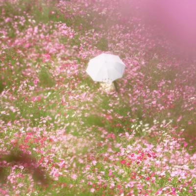 Japan ひ?ひとり呑みがみつかっちゃった！　昭和記念公園のコスモス ～ミツバチばあやの冒険～