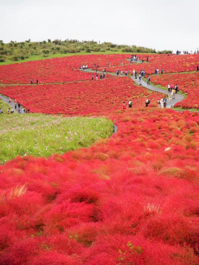 2019年10月 茨城県で真っ赤なコキアとSAZAコーヒーを楽しむ寄り道旅