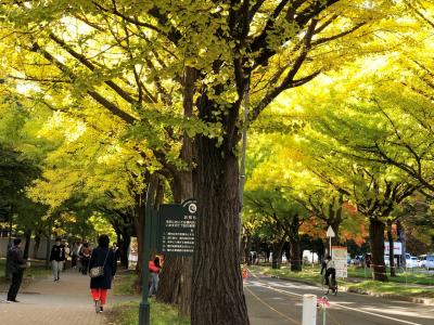 2019.10　【黄葉情報】ちょっと早いけど黄葉目前の北大銀杏並木へ行ってみた