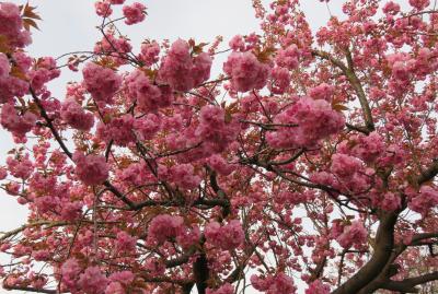 2018春、長野の百名城(11/25)：4月16日(11)：高田城(1)：桜の名所・高田公園