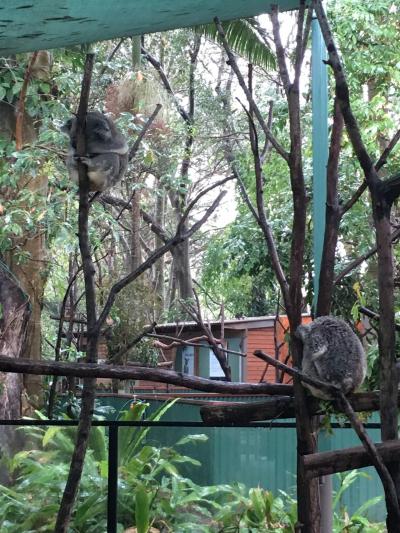 コアラと土ボタル