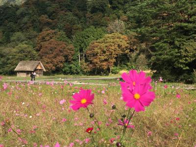 ひとりで日帰りバスツアーに参加してみた～秋の白川郷～