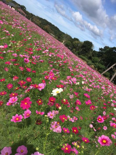 淡路島旅～両親と3歳と一泊二日～①淡路島公園、あわじ花さじき、淡路島観光ホテル