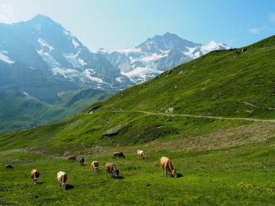 スイスで歩く！⑨～絶景・鉄道・ハイキング・ホテル・グルメ～（9泊11日）