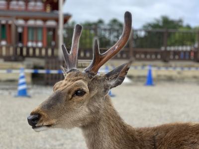 奈良で鹿と戯れる旅