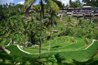 バリ島放浪記　テガラランとジャティルウィの棚田比較　テガララン編