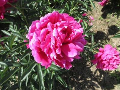 小町祭り，芍薬薗と異人館