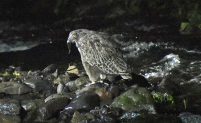 北海道一か月気まま旅　シマフクロウ編