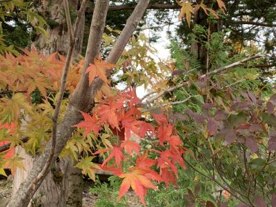 真っ赤なもみじを探して赤城山&#127809;