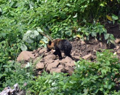 北海道一か月気まま旅　ヒグマ編 前編