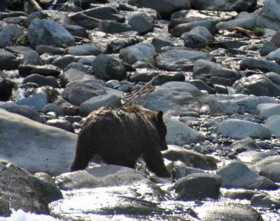 北海道一か月気まま旅　ヒグマ編 後編