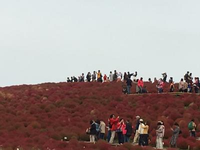 ひたち海浜公園コキア