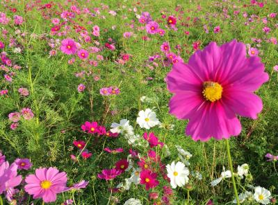 ちょこっと嵐山&亀岡コスモス園お花見散歩♪