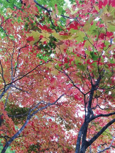 4トラベラー仲間と小樽～ニセコ紅葉探し♪